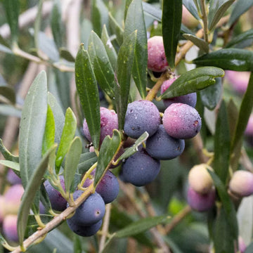 Arbequina (Bodur) Zeytin Fidanı